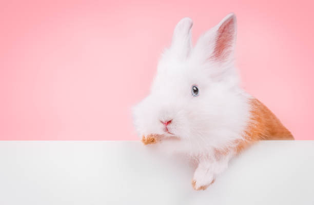 Cute rabbit holding an empty blank on a pink background.