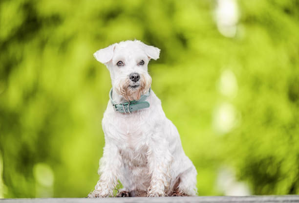 Miniature Schnauzer dog sitting in the park.