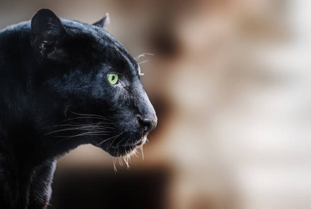 Black panther on blurred brown background.