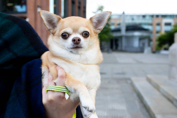 Little dog dressed up in a dress and sun hat walking around a park in philadelphia with its owner