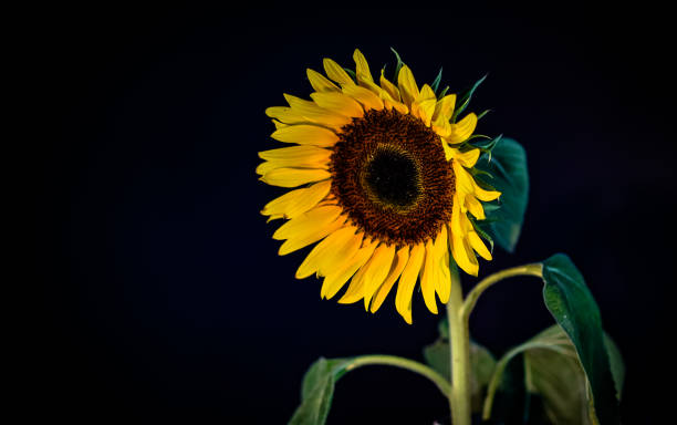 istock Bright blooming yellow decorative sunflower 2161177779