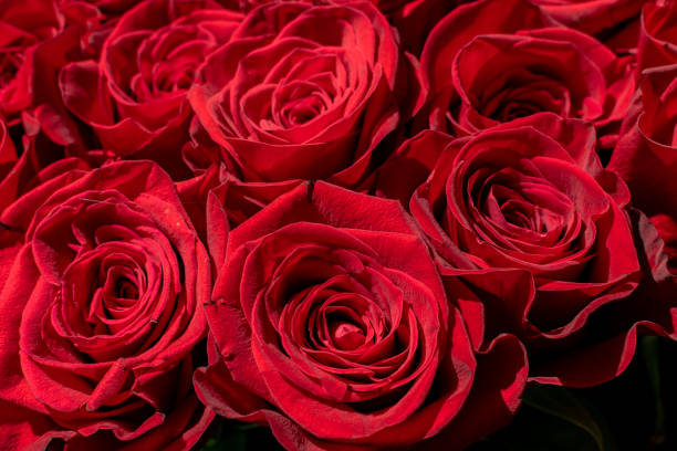 istock Bouquet of many red roses 2161177821