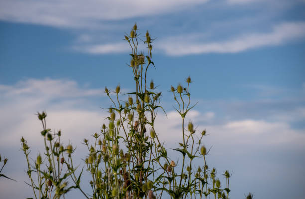 Dipsacus laciniatus against the sky
