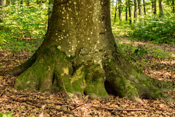 istock Summer landscape of beech mountain forest 2161178195
