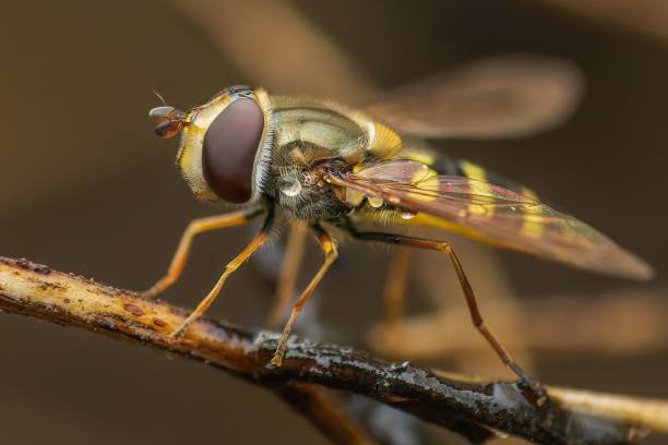 istock Close-up macro shot of a hoverfly perched on a twig with a blurred background. Mexico 2161178315