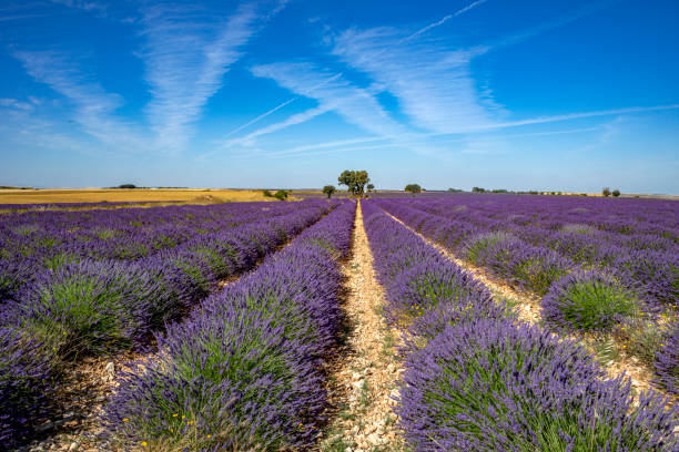 istock Nice lavender plantation field in rows with blue sky in Guadalajara 2161181103