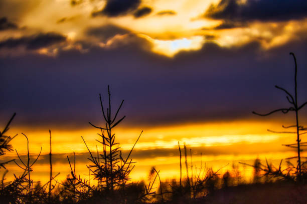 on the Rennsteig in the Thuringian Forest