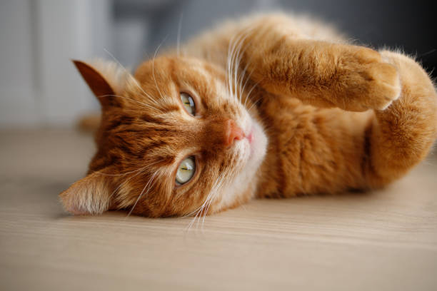 istock Cute ginger cat lying on the floor close up 2161182559