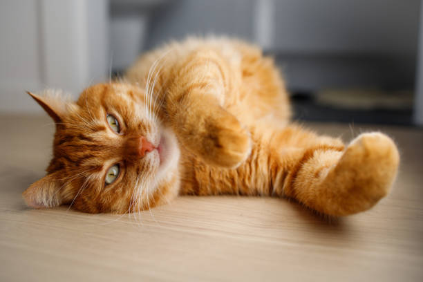 istock Cute ginger cat lying on the floor close up 2161182560