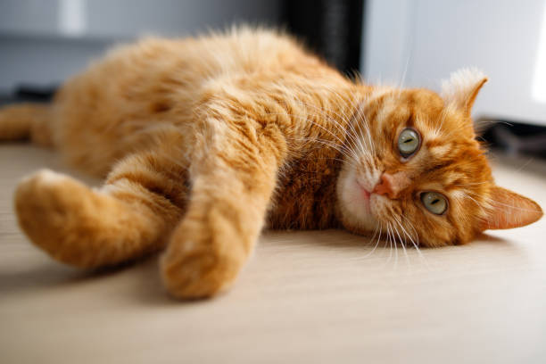 istock Cute ginger cat lying on the floor close up 2161182581