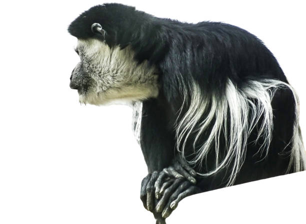 istock Black and white Colobus monkey isolated on white 2161182693