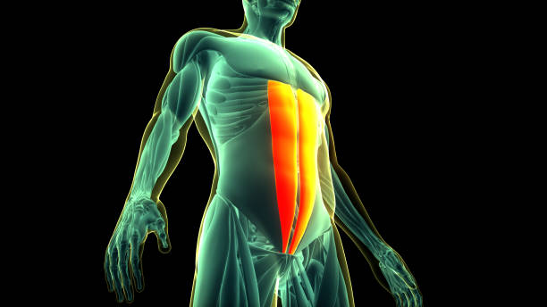 istock Human Muscular System Torso Muscles Rectus Abdominis Muscle Anatomy 2161183168