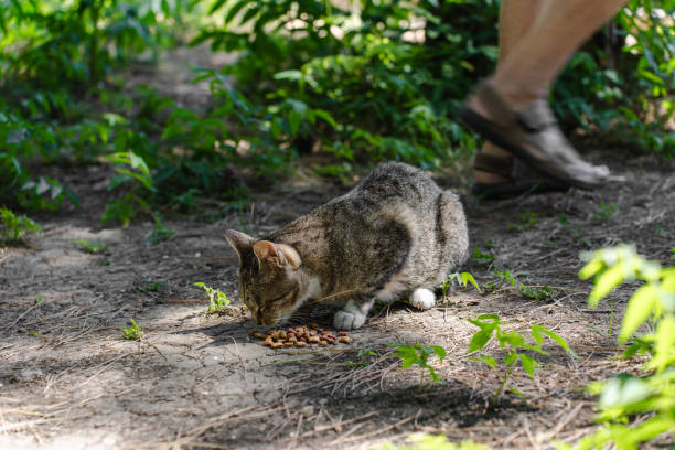 A stray cat eats pet food left by people in the park
