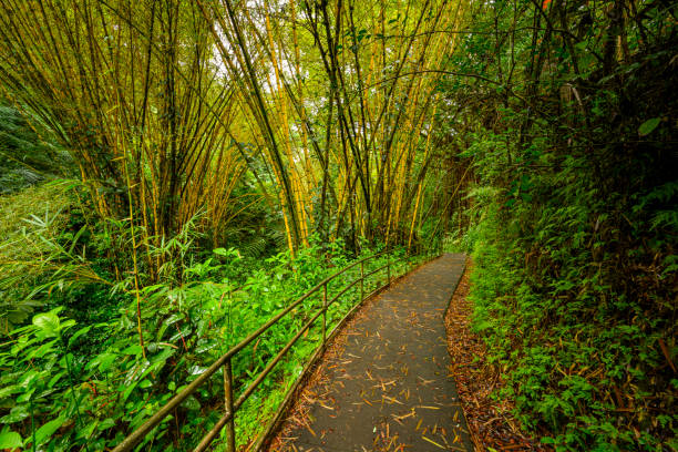 Bamboo Forest in Haleakal;a Stae Park on Maui.
