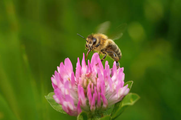 Buzzing bee (Western honey bee - Apis mellifera) with extended proboscis on a pink clover flower (Trifolium) in Germany