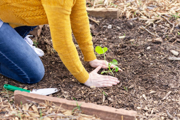 istock Unrecognizable female kneels down to work in the garden 2161185129