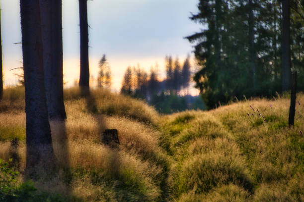 on the Rennsteig in the Thuringian Forest