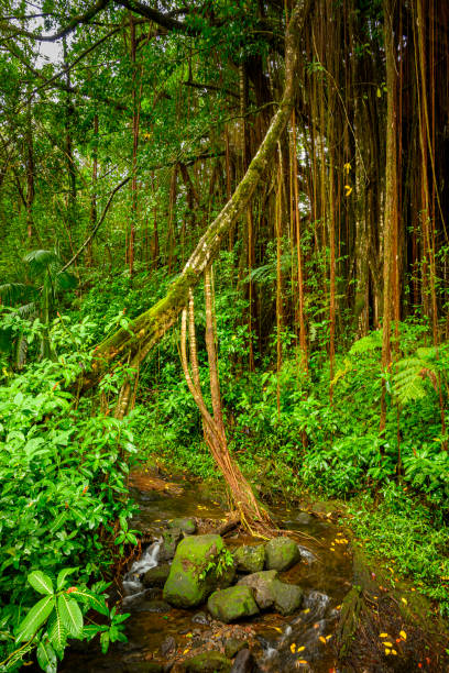 A small creek and bamboo in the rainforest of the Akaka Fall State Park in Big Island in Hawaii