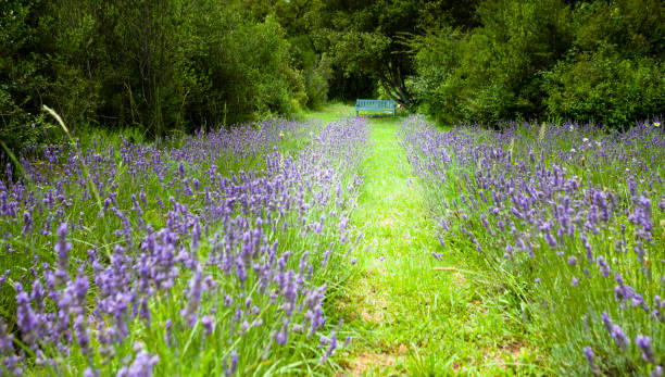 Lavender field in summer
