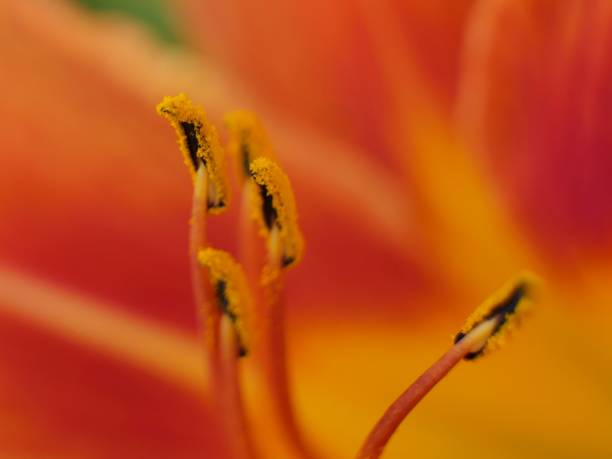 A macro of flower pistil