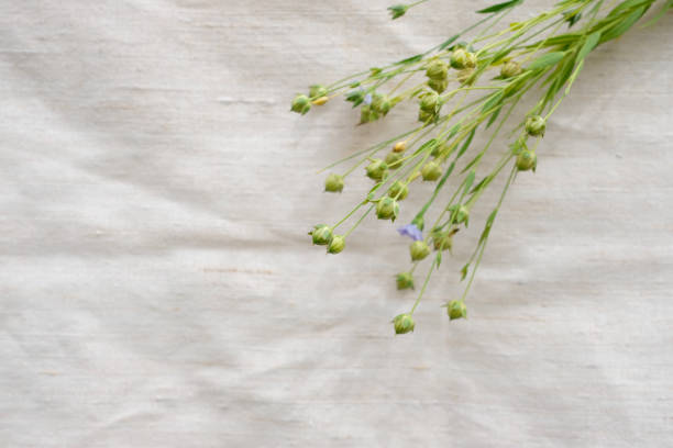 istock Flax plants with seed pods. Linen cloth. Sustainable resource. 2161187540