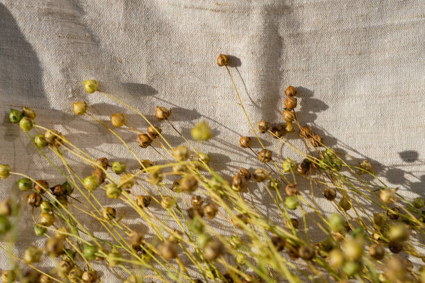 Flax seed pods. Linen cloth. Golden hour.