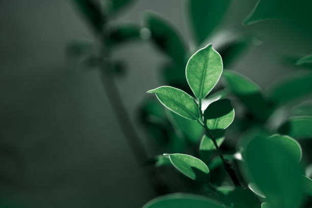 istock Closeup nature view of dark green leaf on blurred greenery background 2161188714
