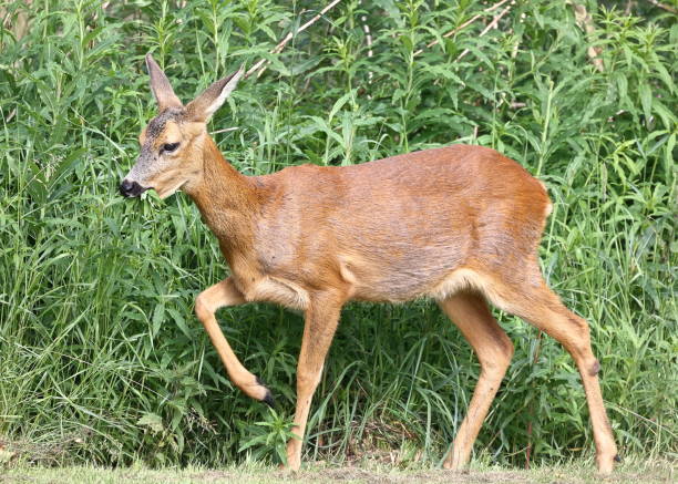 istock A Roe Deer Feeding in Cumbria, Northern England 2161188810