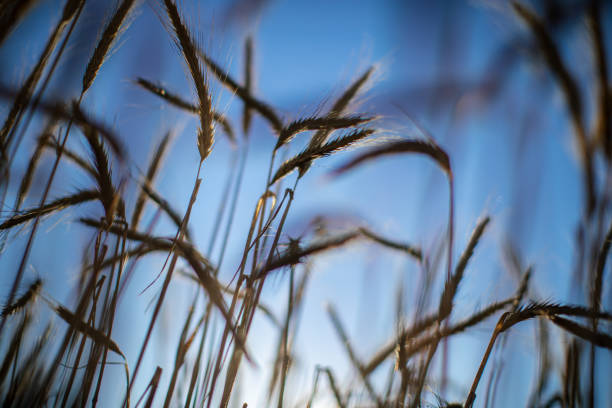 Wheat field in summer breeze, blue sky and golden ears of wheat.
