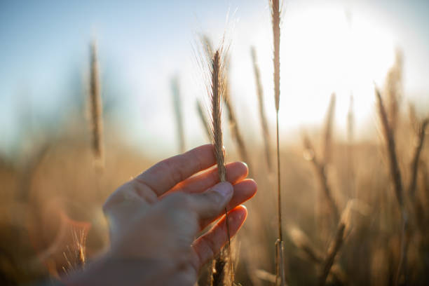 Human hand holding gold wheat spikelet in field on a sunny day.