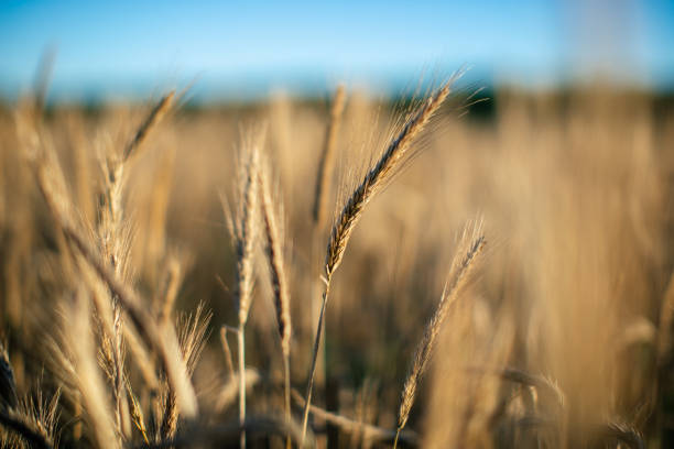 Wheat field in summer breeze, blue sky and golden ears of wheat.
