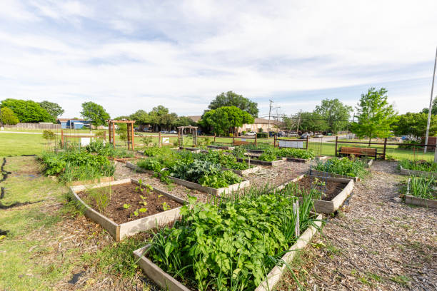 Wide angle view of community garden in the neighborhood The wide angle view of several flowerbeds in the community garden are ready for harvesting. community vegetable garden stock pictures, royalty-free photos & images