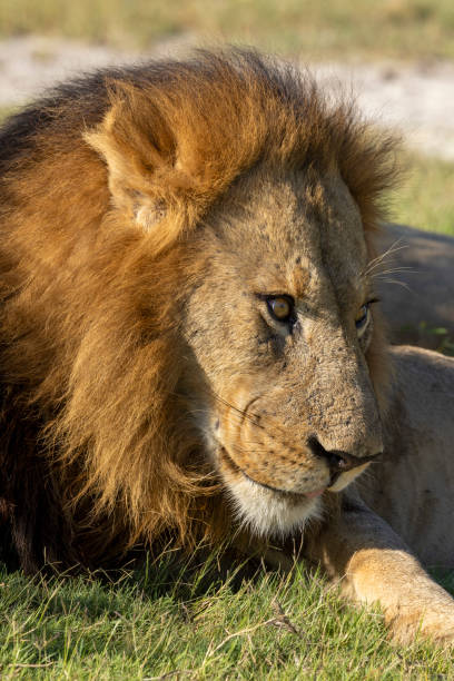 istock Male Lion Portrait 2161191062