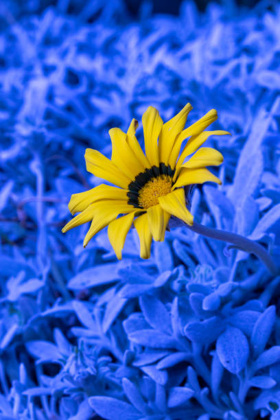 Flor amarilla con fondo coloreado en contraste azul en primer plano