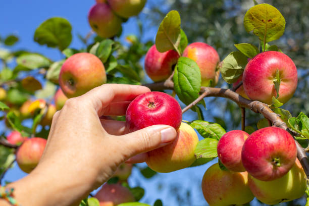 istock Apple harvest. A womans hand picks a ripe red apple from an apple tree, close-up 2161192361