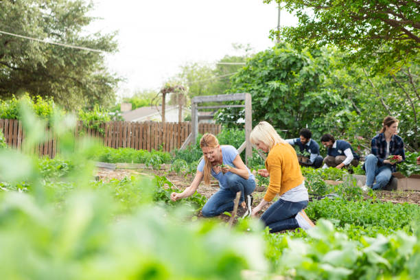 istock Multiracial group plants and harvests at the community garden 2161192595