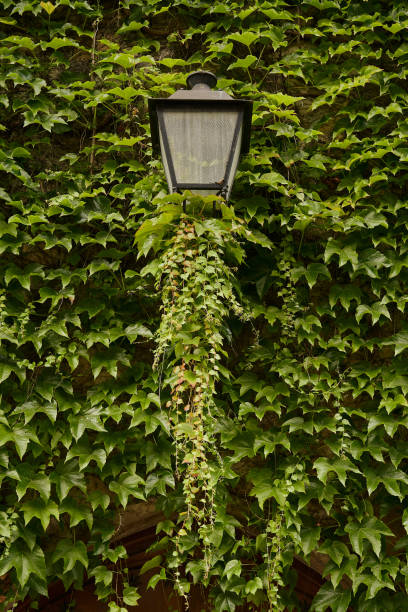 Ivy and a streetlamp