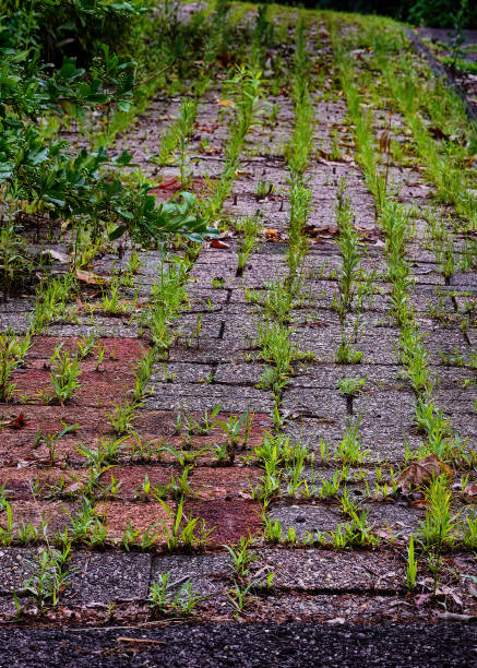 istock Deteriorating pavers with weeds growing between the joints. 2161193651