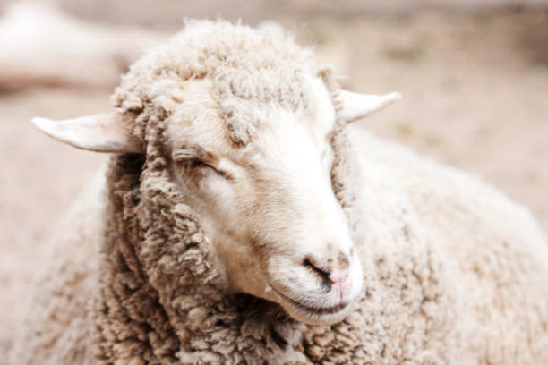 istock woolly sheep in zoo 2161194011