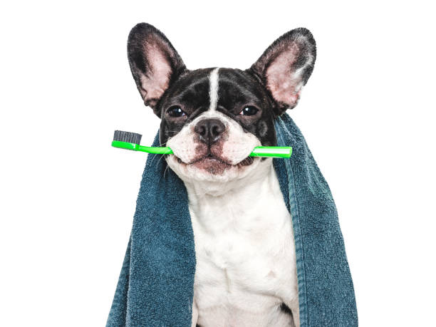 istock Cute puppy, towel and toothbrush. Studio shot 2161194468