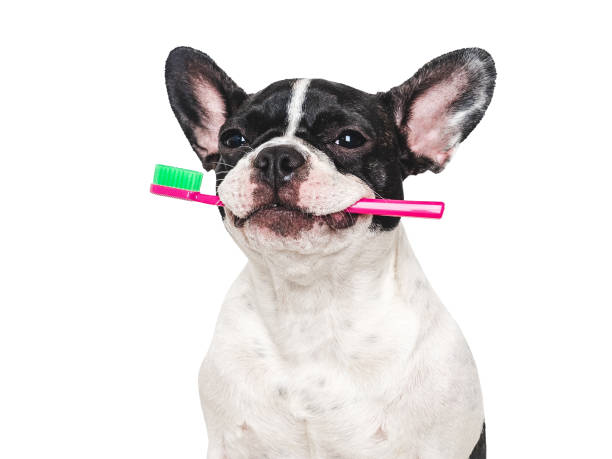 istock Cute puppy and toothbrush. Studio shot, isolated background 2161194587