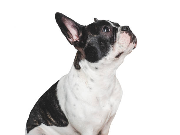 istock Cute puppy sitting on the table. Studio shot 2161194613