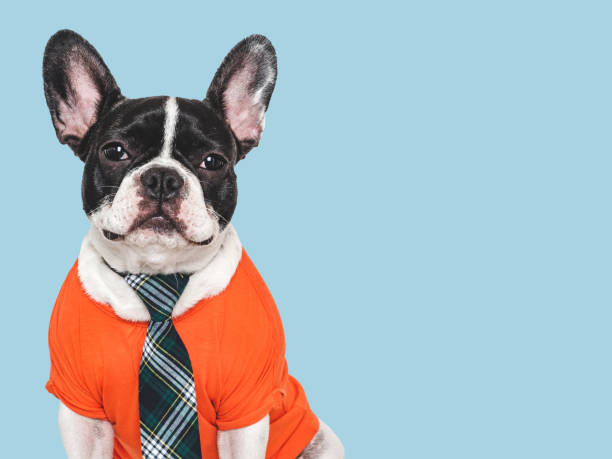 istock Cute puppy and stylish tie. Studio shot 2161194697