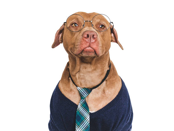 istock Cute dog, glasses and stylish tie. Studio shot 2161194739