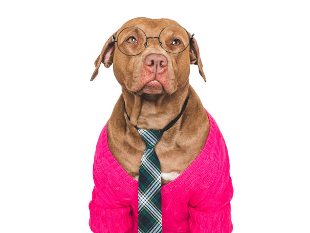 istock Cute dog, glasses and stylish tie. Studio shot 2161194761