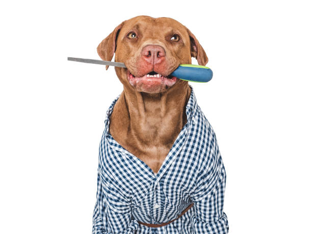 istock Cute brown dog, work shirt and file 2161194852