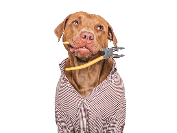 istock Cute brown dog, work shirt and pliers 2161194900