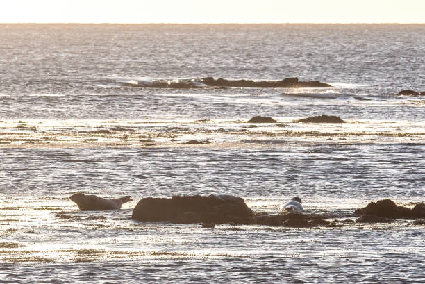 A serene scene at Ytri Tunga Beach in Iceland, where seals rest on rocks and bask in the warm glow of the setting sun. The calm water reflects the golden light, creating a tranquil coastal landscape.