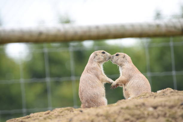 Prairie Dogs at Teddy Roosevelt National Park