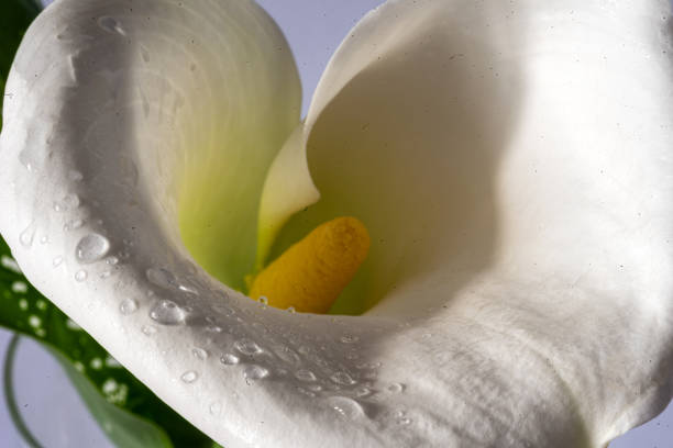 white calla flower on gray background, close-up view, macro